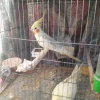 عروس هلندی مولد و نرو ماده|پرنده|قدس, شهر‌قدس|دیوار