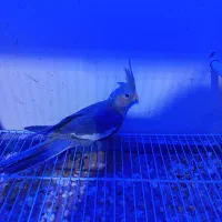 عروس هلندی|پرنده|مشهد, شهرک مهرگان|دیوار