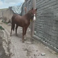 فروش اسب ۳ونیم ساله چابک آرام خوش رنگ