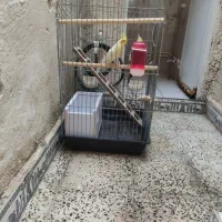 پرنده عروس هلندی|پرنده|چهاردانگه (تهران), |دیوار