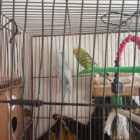 یک جفت مرغ عشق آماده تخم گذاری|پرنده|تربت جام, معدآباد|دیوار