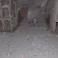 یک زرده ماده|پرنده|بجنورد, |دیوار