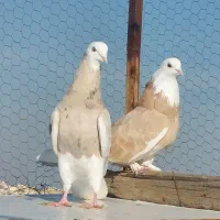 کبوتر پرشی شازده زرد مهر مهر چش سفید