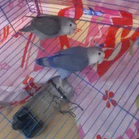 یک جفت کوتوله برزیلی دارم برای فروش