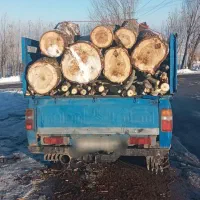 خرید همه نوع چوب و بریدن درخت