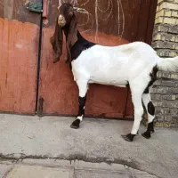 بزافقانی درج یک