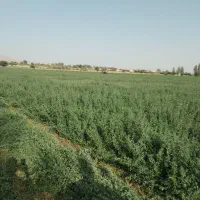 خرید وفروش یونجه