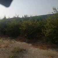 فروش زمین باغشهری مسکونی دهقاعد|فروش زمین و ملک کلنگی|برازجان, |دیوار