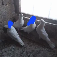 کبوتر سفیدجفت نوک چشم ۳۵۰۰ قیمت مقطوع