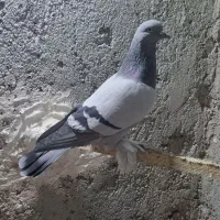 یاهو اصل|حیوانات|بهار, |دیوار