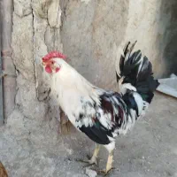 خروسک