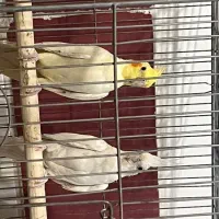 مرغ عشق و عروس هلندی