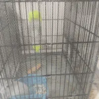 قفس تمیز پرنده و همستر