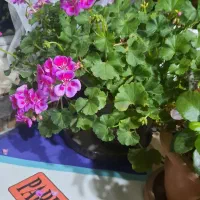 گلدان طبیعی|گل و گیاه طبیعی|نمین, |دیوار