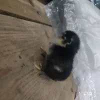 جوجه امپراطور