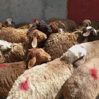 گوسفند کاور نر کهنه