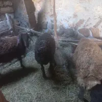 ۶ راس بره نر