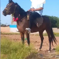 اسب