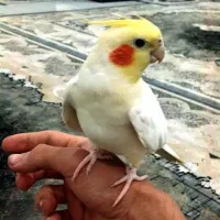 جفت طوطی عروس هلندی لوتینو