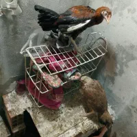 دو تا خروس مرغ لاری نژاد دار