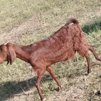 فروش دوتا که ه جفت دوقلو دوتا بز