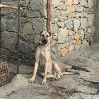 سگ ماده سرابی|سگ|همدان, |دیوار