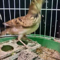 دو عدد سهرخاکی|پرنده|تاکستان, |دیوار