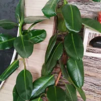 گل فیکوس|گل و گیاه طبیعی|ارومیه, |دیوار