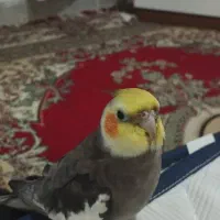 عروس هلندی گمشده