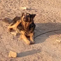 سگ جرمن