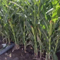 ذرت اولوفه ای