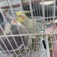 عروس هلندی شیطون و سرحال