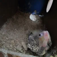 جوجه عروس هلندی سرلاکی|پرنده|تهران, امام زاده عبدالله|دیوار