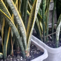 سانسویا لب طلایی و سبز