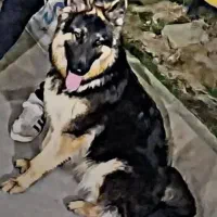 ژرمن ماده مولد