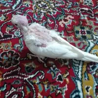 عروس هلندی البینو