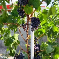 ویلا اماده و تکمیل نزدیکی تبریز|فروش خانه و ویلا|تبریز, |دیوار