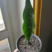 گل وکاکتوس خانگی|گل و گیاه طبیعی|تبریز, |دیوار