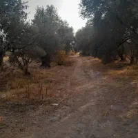 باغ زیتون، جمال آباد، ۳۶۰۰ متری|فروش زمین و ملک کلنگی|لوشان, |دیوار