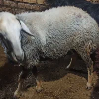 بره نر جنس بسیار عالی
