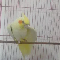 طوطی عروس هلندی رام نژاد لوتینو و لوتینو دو کت|پرنده|کلاردشت, |دیوار