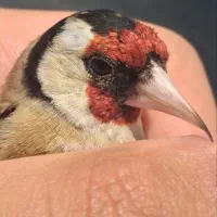 سهره نر و ماده