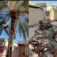 قطع نخل .هرس نخل .بریدن نخل از ریشه..تمیزکردن نخل|خدمات باغبانی و درختکاری|اهواز, گلستان|دیوار