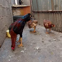 مرغ خروس لاری