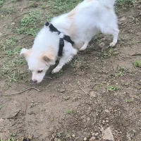 سگ .گمشده