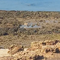 همپا برای کمپ در هنگامم|تور و چارتر|بابل, |دیوار