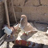 کفتر معاوضه ای