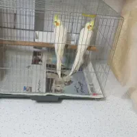 عروس هلندی  نر تک