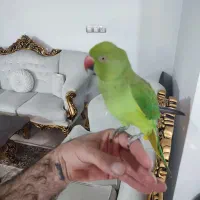 ملنگو رام شده|پرنده|قائمشهر, |دیوار