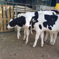 گاو گوساله تلیسه|حیوانات مزرعه|اصفهان, قهجاورستان|دیوار